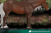 Horse Color:Silver Brown Rabicano 
