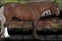 Horse Color:Silver Bay Rabicano