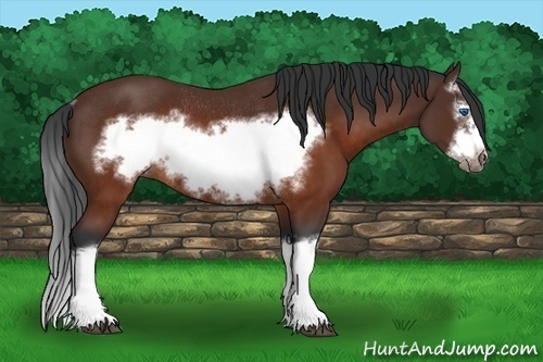 Horse Color:Brown Splash Frame Rabicano