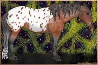 Horse Color:Brown Appaloosa Rabicano 