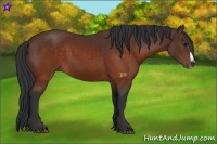 Horse Color:Brown Splash Frame Rabicano