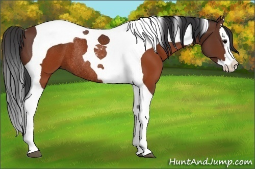 Horse Color:Brown Splash Tobiano Rabicano