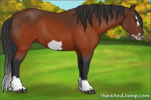 Horse Color:Brown Splash Frame Rabicano