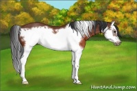 Horse Color:Brown Splash Frame Rabicano 