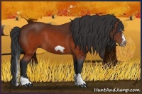 Horse Color:Brown Splash Frame Rabicano