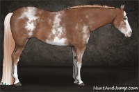 Horse Color:White Spotted Chestnut Splash 