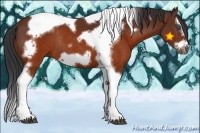 Horse Color:Brown Splash Tobiano Frame Rabicano