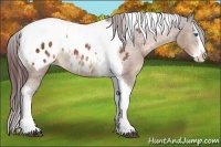 Horse Color:Chocolate Brown Splash Tobiano Appaloosa Rabicano 