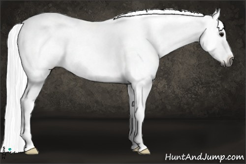 Horse Color:Gray White Spotted Blue Roan Splash Frame 