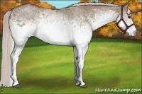 Horse Color:White Spotted Silver Grullo