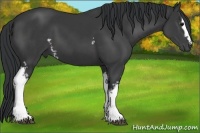 Horse Color:White Spotted Black 