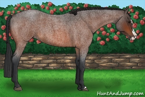 Horse Color:Bay Roan Splash 