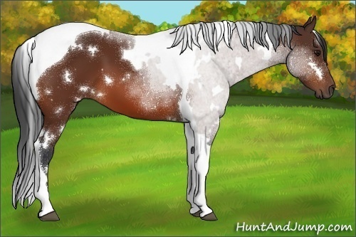 Horse Color:White Spotted Bay Tobiano