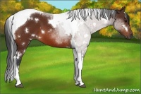 Horse Color:White Spotted Bay Tobiano