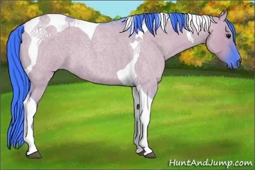 Horse Color:Watercolor Grullo Roan Tobiano 