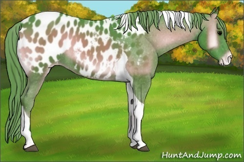 Horse Color:Watercolor Blue Onyx Tobiano Appaloosa 