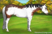 Horse Color:Brown Splash Frame Rabicano 