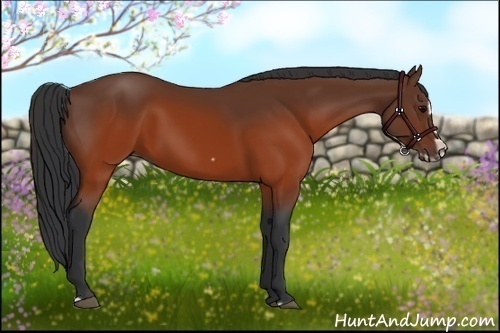 Horse Color:Brown Splash Frame Rabicano