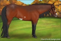 Horse Color:Brown Splash Frame Rabicano