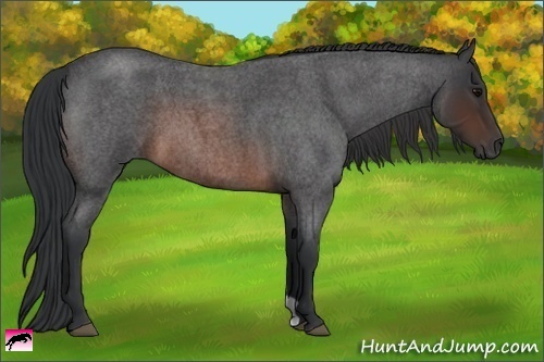 Horse Color:Brown Roan