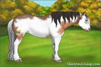 Horse Color:Buckskin Splash Frame Rabicano