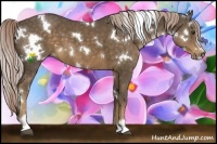 Horse Color:White Spotted Chocolate Palomino Sabino 