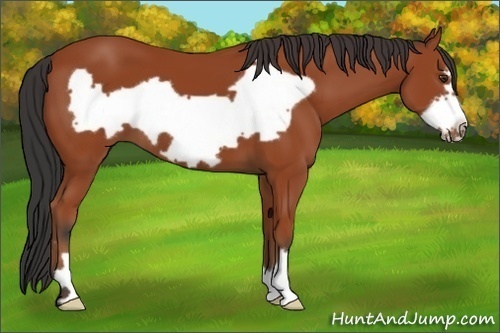 Horse Color:Bay Frame 