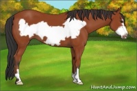 Horse Color:Bay Frame 