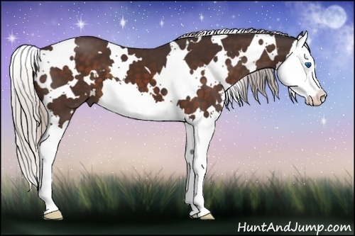 Horse Color:White Spotted Silver Bay Splash 