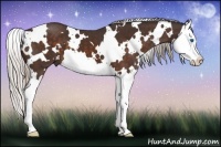 Horse Color:White Spotted Silver Bay Splash