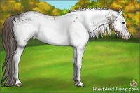 Horse Color:White Spotted Buckskin Appaloosa 