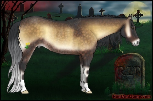 Horse Color:Bay Onyx Rabicano 