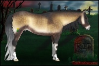 Horse Color:Bay Onyx Rabicano 