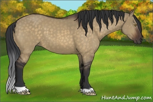 Horse Color:Bay Dun 