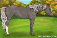 Horse Color:Silver Black 