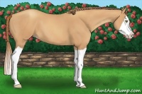 Horse Color:Gold Champagne Splash 