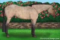 Horse Color:Brown Roan Dun 