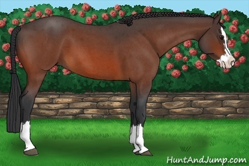 Horse Color:Bay Roan Splash 