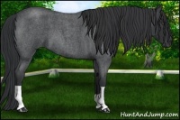 Horse Color:Blue Roan 