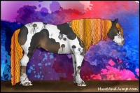 Horse Color:Painted Liver Chestnut Sabino Splash Tobiano
