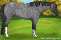 Horse Color:Blue Roan
