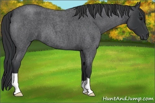Horse Color:Blue Roan 