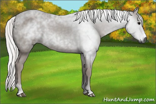 Horse Color:Gray Silver Black