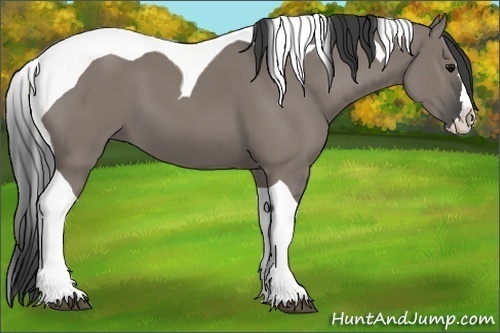 Horse Color:Grullo Splash Tobiano
