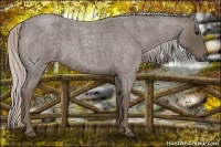 Horse Color:Silver Blue Roan 