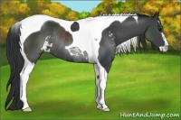 Horse Color:Black Sabino Tobiano Rabicano