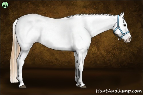 Horse Color:Smoky Blue Roan Splash Appaloosa 