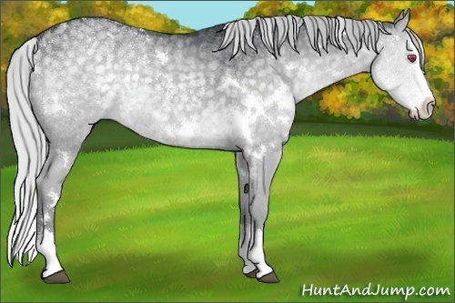 Horse Color:White Spotted Silver Grullo Chinchilla Splash 