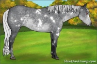 Horse Color:White Spotted Silver Blue Chinchilla Roan 