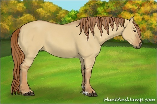 Horse Color:Red Dun 